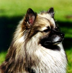 SPITZ MIJLOCIU GERMAN